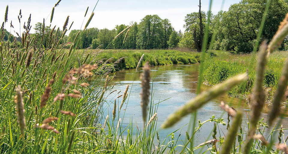 A small pond beside some vegetation.