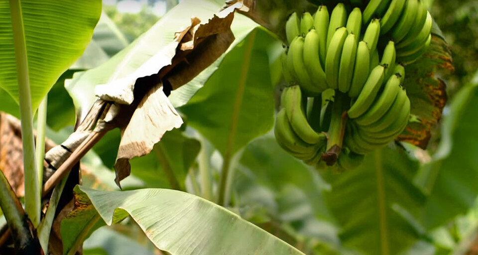 A hand of green bananas.